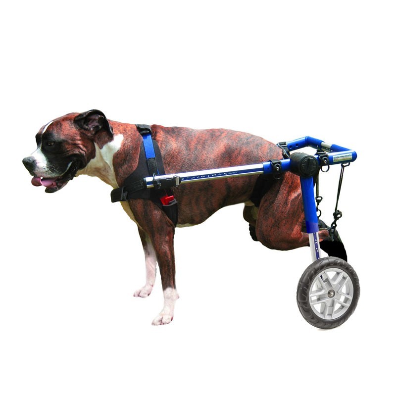 Home - Carrelli per cani disabili