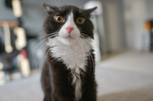 Quando il gatto sporca in casa: dispetto o disturbo? thumb