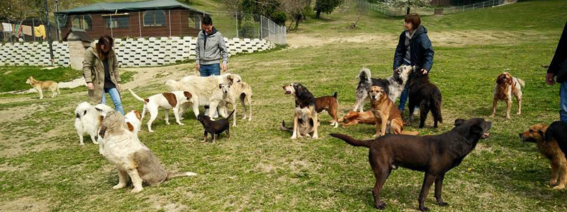 Raccolta cibo per il Rifugio di Ulmino cover