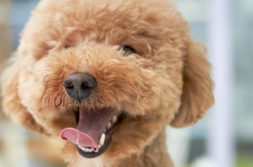 Il pelo protegge il cane anche dal caldo thumb