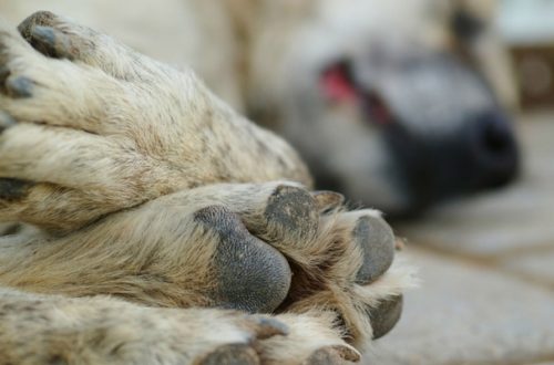 Animali investiti, il soccorso è d’obbligo thumb