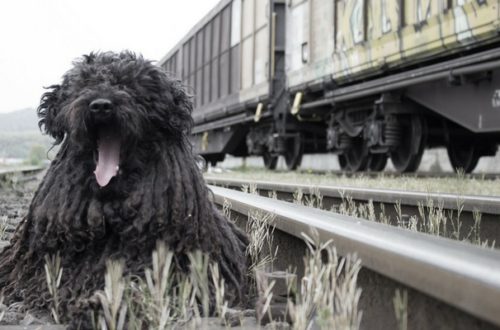 In Treno con Fido e Micio thumb