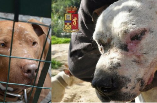 Traffico di cuccioli e combattimenti tra cani, così la mafia miete vittime anche tra gli animali thumb