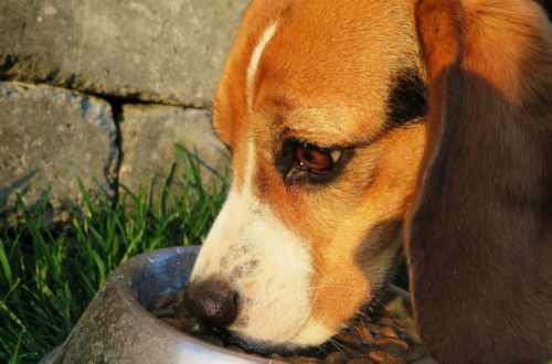 La pappa è servita: la corretta gestione del pasto del cane thumb