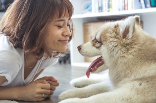 Alitosi nel cane, attenzione a non sottovalutarla thumb