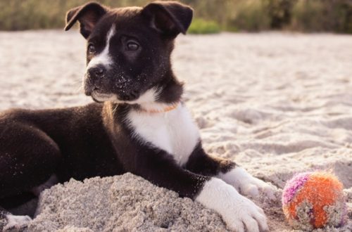 In spiaggia con Fido, attenzione a sabbia e acqua del  mare thumb