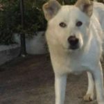 Angelo-cane-ucciso-sangineto