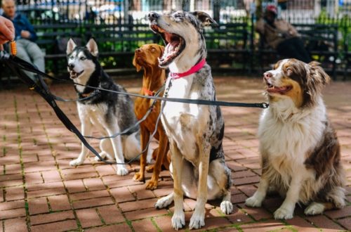 Passeggiare con il cane, ecco cosa dice la legge thumb