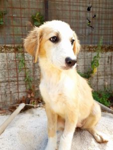 cucciola-cagnolina-Bianca