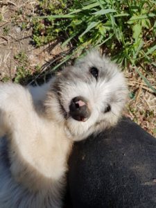 cucciola-cagnolina-Bianca