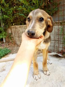 cucciolo-cagnolina-Bianca