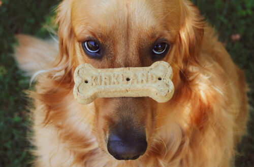 Snack per cani e gatti, quale scegliere? thumb