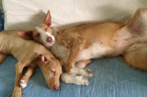 Cani da adottare, la terribile storia del levriero spagnolo thumb