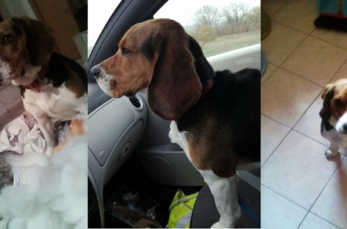 Arturo, il beagle che attende una famiglia thumb
