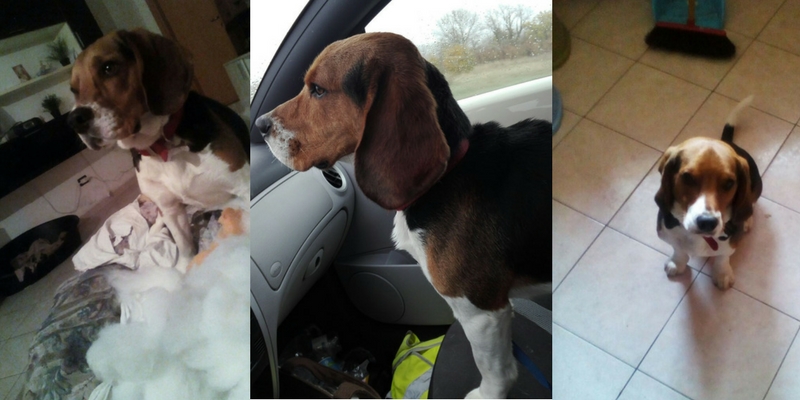 Arturo, il beagle che attende una famiglia cover