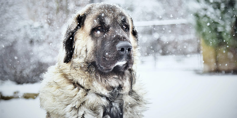 Temperature in picchiata, attenzione agli animali che vivono fuori cover