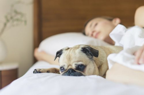 Coldiretti, 1 famiglia su tre ha animali domestici thumb