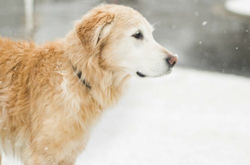 Alimentazione cane in inverno, cosa cambia? thumb