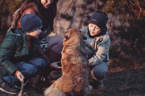 Separazione? Assegno mensile anche per il cane thumb