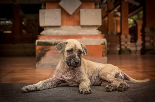 Cani randagi: Lav e Comune di Palermo uniti per favorirne l’adozione thumb