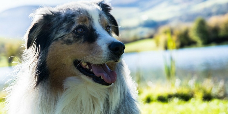 Ritrova il cane rimasto sepolto quasi 1 mese sotto la slavina cover