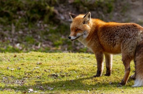 Cimurro cane: nessun allarmismo dopo l’incremento di casi nelle volpi in Friuli Venezia Giulia thumb