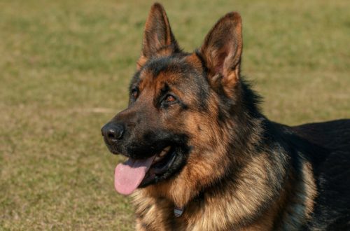 Cane poliziotto: l’Ecuador saluta quelli in pensione con una cerimonia ufficiale thumb