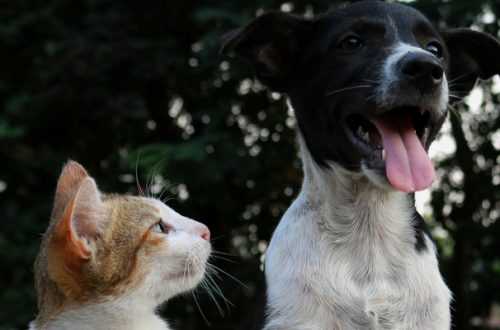 Antiparassitari per cani e gatti, sabato 9 giornata promozionale Bayer thumb