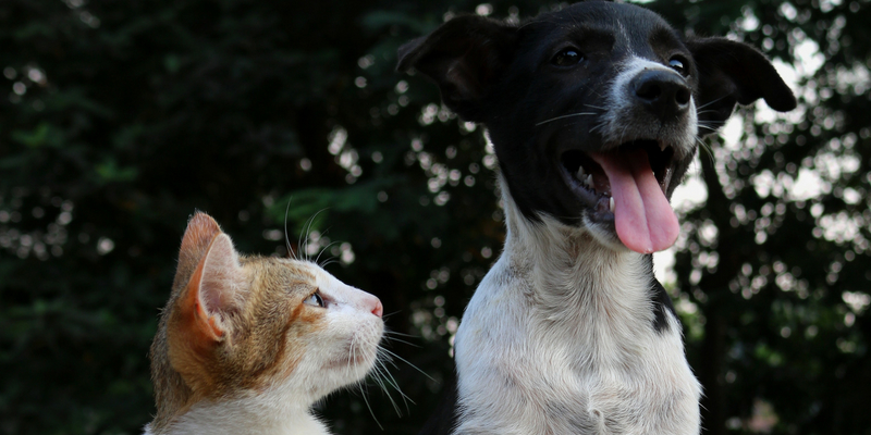 Antiparassitari per cani e gatti, sabato 9 giornata promozionale Bayer cover