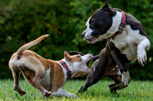 Zoomafie, crimini in aumento ai danni degli animali thumb