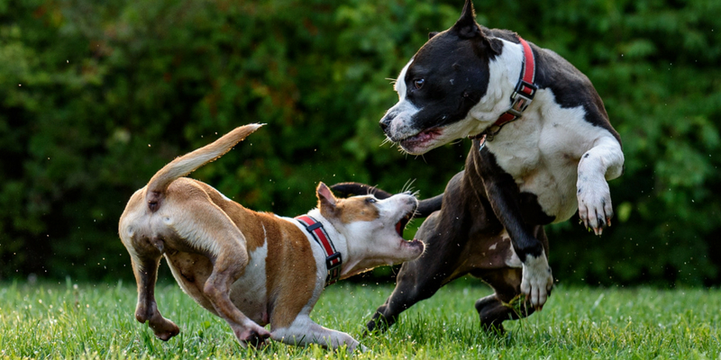 Zoomafie, crimini in aumento ai danni degli animali cover