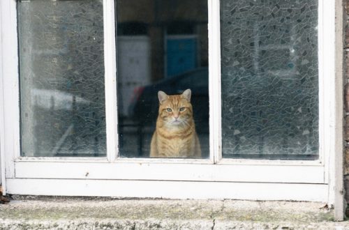 Gatto in vacanza con noi, sì o no? thumb