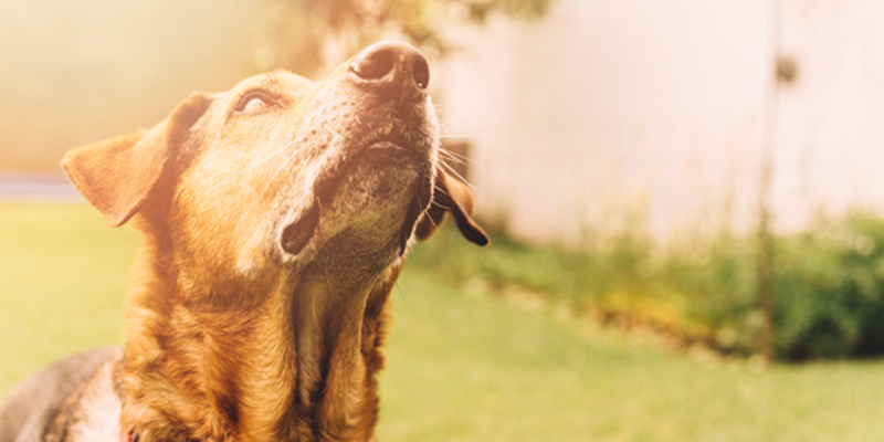 Cambio Di Stagione Depurare Il Fegato Del Cane Robinson