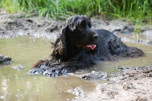 un cane cocker steso su una pozza di fango