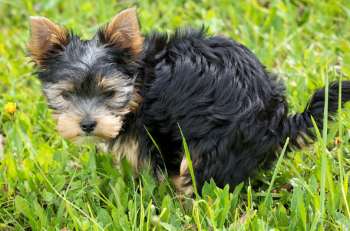 Come insegnare al cane a fare i bisogni fuori di casa thumb