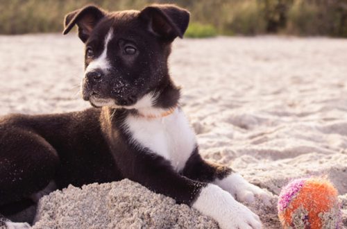 Cane cucciolo: come giocare insieme thumb