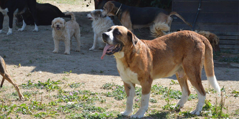 ULMINO, il Rifugio dove gli Ultimi saranno i Primi cover