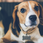 cane beagle con allergie e intolleranze alimentari