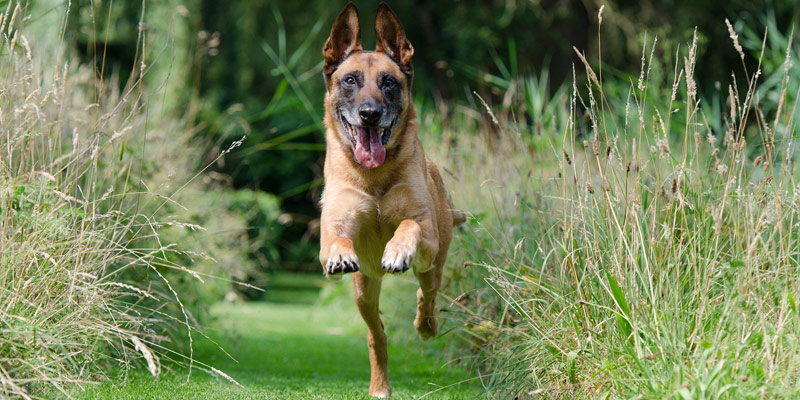 Cosa si intende per educazione del cane? cover