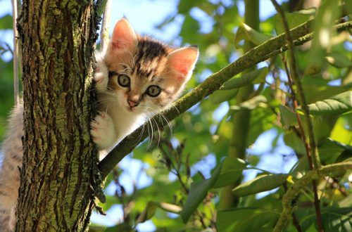 Lo studio: «Il gatto mette a rischio la biodiversità, va tenuto in casa» thumb