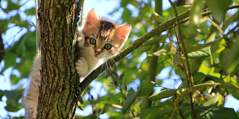 Lo studio: «Il gatto mette a rischio la biodiversità, va tenuto in casa» cover