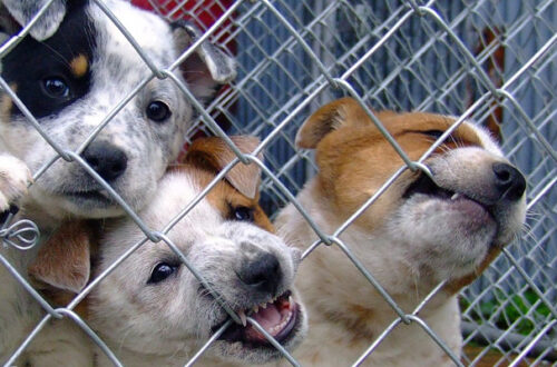 Strage di cuccioli in un deposito logistico cinese thumb