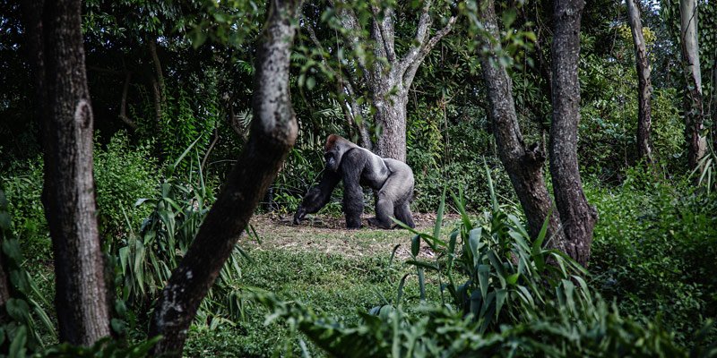 WWF: in meno di mezzo secolo persi i due terzi della fauna selvatica cover