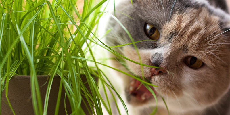 Catnip, matatabi e valeriana: caratteristiche e differenze di queste erbe per  gatti - Robinson Pet Blog