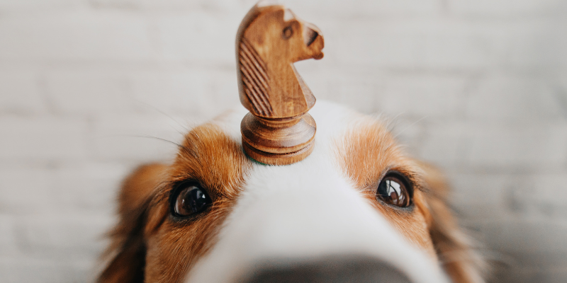 I Migliori Giochi di Attivazione Mentale per Cani - Robinson Pet Blog