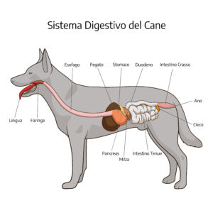 Sistema digestivo del cane