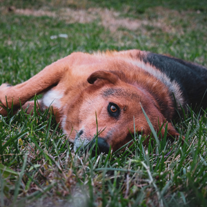 Cibo secco per cane senza cereali e senza glutine