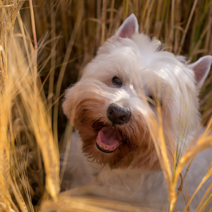 Crocchette Grain Free Cane