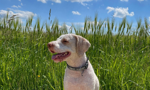 Lagotto Romagnolo nel Campo