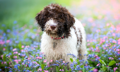 Lagotto Romagnolo in mezzo ai fiori